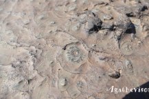 2019DE1217-Trajet Merzouga Ouarzazate-Fossile