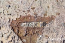 2019DE1213-Trajet Merzouga Ouarzazate-Fossile