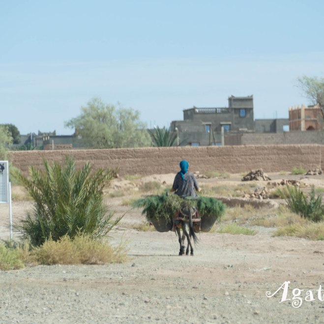 -Ouarzazate Region-Scene de vie Ane monté