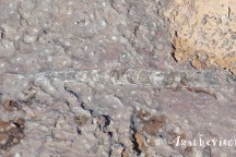 2019DE1215-Trajet Merzouga Ouarzazate-Fossile