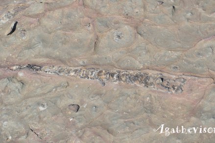 2019DE1216-Trajet Merzouga Ouarzazate-Fossile
